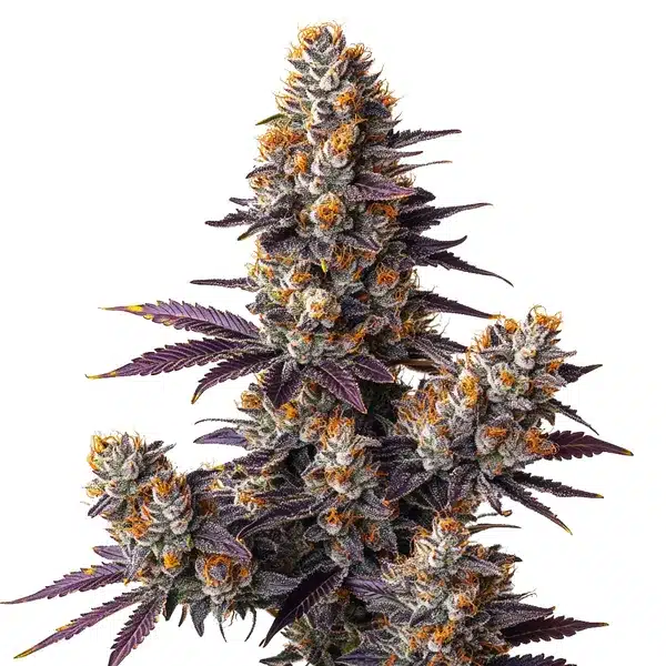 Tropicana Cookies Purple Auto – Blimburn Seeds