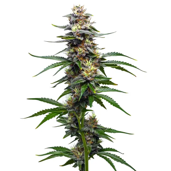 Vanilla Frosting – Blimburn Seeds