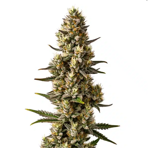 Velvet Lushers – Blimburn Seeds