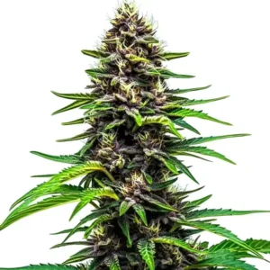 Watermelon F1 – Blimburn Seeds