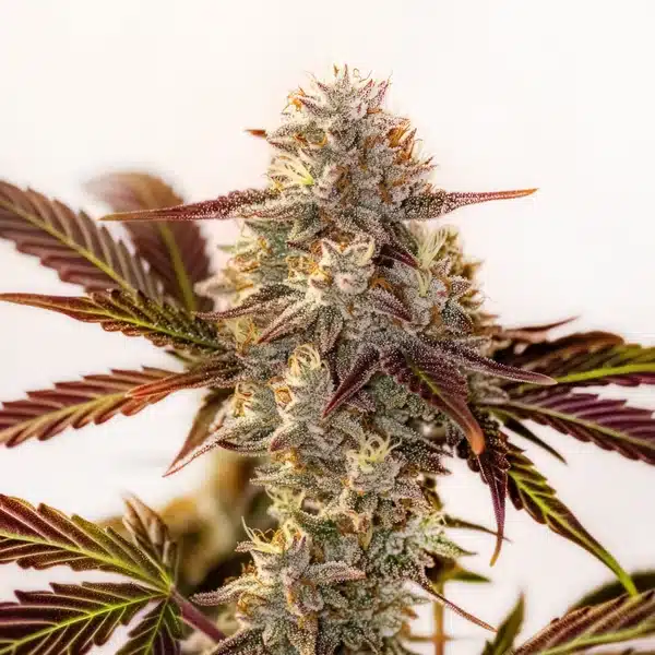 Watermelon Z OG Autoflower – Blimburn Seeds