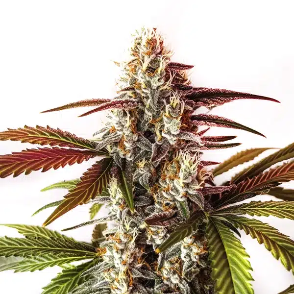 Watermelon Z OG Fast Version – Blimburn Seeds