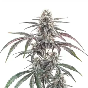 Wedding Cake Regular – Blimburn Seeds