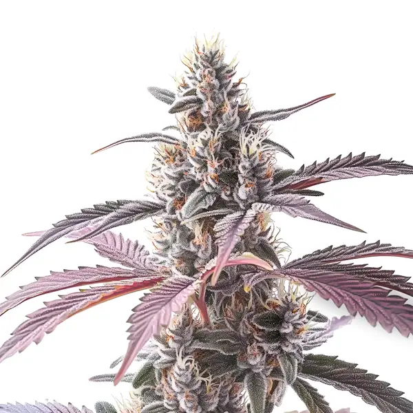 Wedding Cake x Animal Mints – Blimburn Seeds