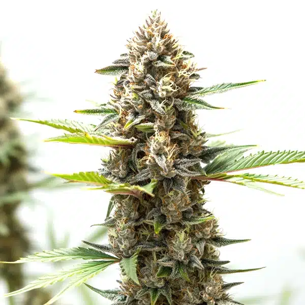 Wedding Cake x Z OG Autoflower – Blimburn Seeds