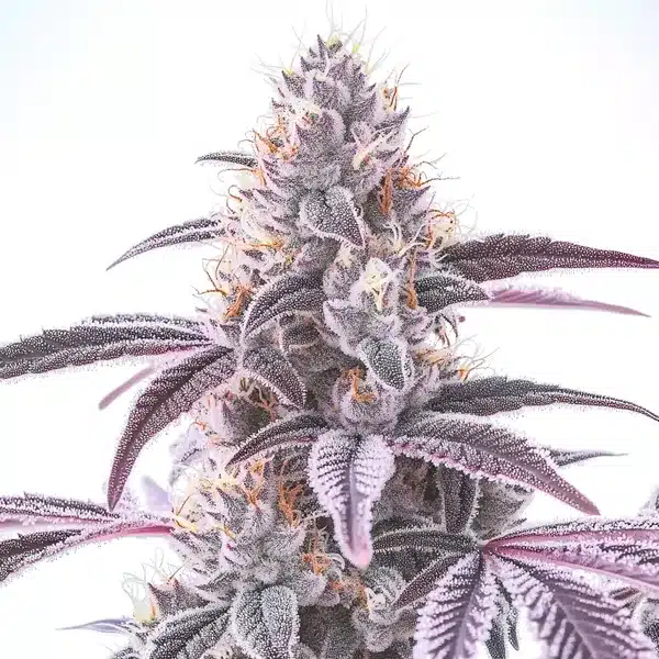 Wedding Crasher F1 – Blimburn Seeds