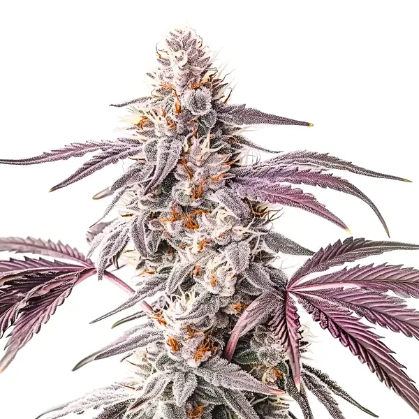 Wedding Crasher – Blimburn Seeds