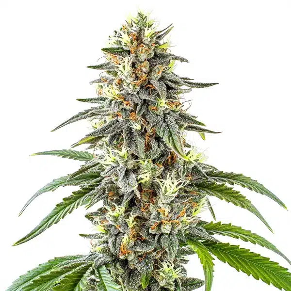 White Fire OG – Blimburn Seeds