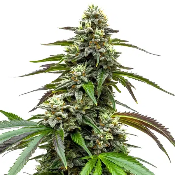 White LSD Auto – Blimburn Seeds