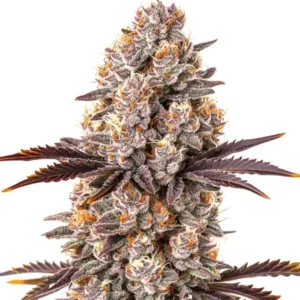 White Runtz Cannabis Extraction – Blimburn Seeds