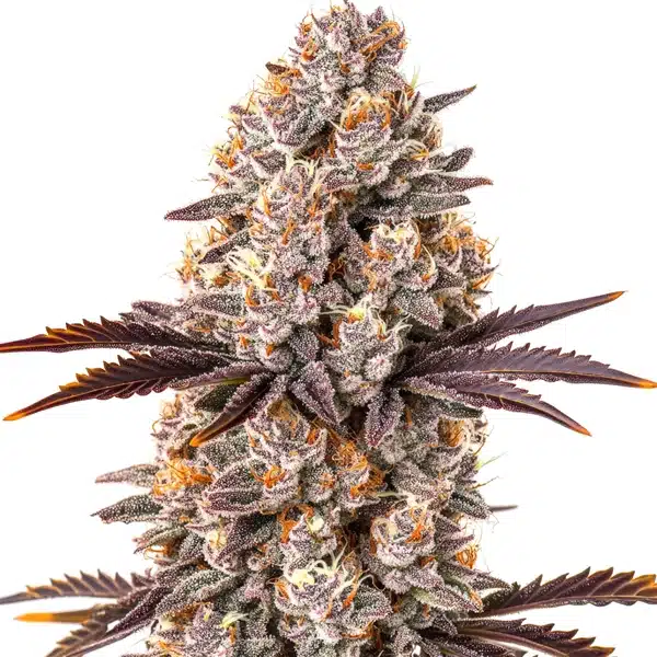 White Runtz Cannabis Extraction – Blimburn Seeds
