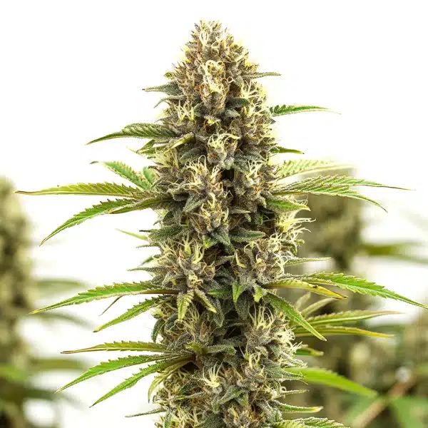 White Russian F1 – Blimburn Seeds