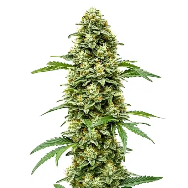 White Russian Fast Version – Blimburn Seeds