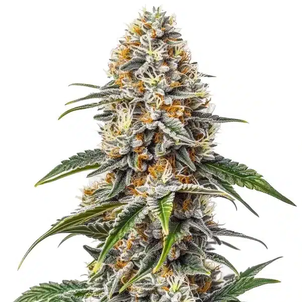 White Russian – Blimburn Seeds