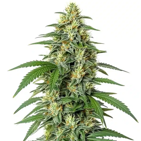 White Widow F1 – Blimburn Seeds