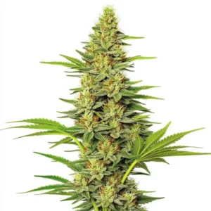 White Widow Fast Version – Blimburn Seeds