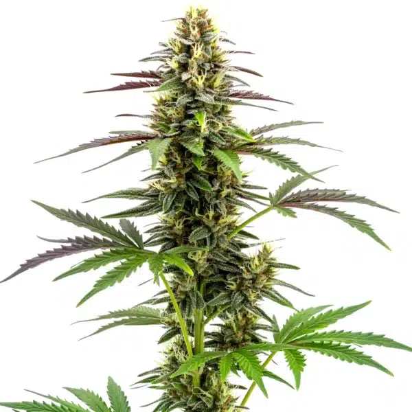White Widow x Ak47 Fast Version – Blimburn Seeds