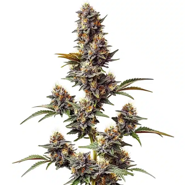 White Widow x Crystal Meth Auto – Blimburn Seeds