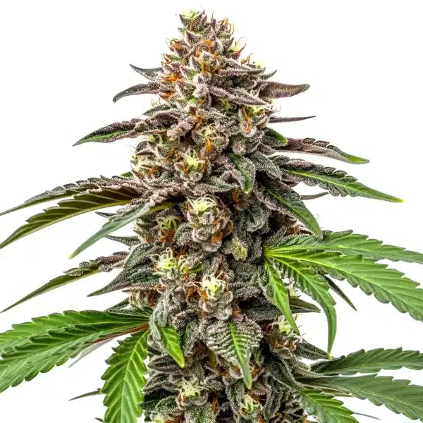 Whitethorn Rose x Ooze Extraction – Blimburn Seeds