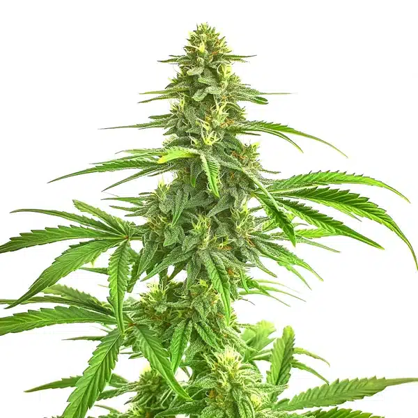 Wombat – Blimburn Seeds