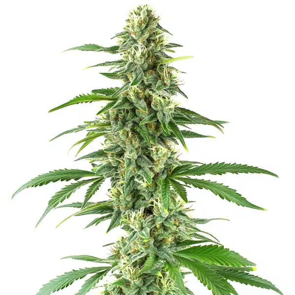 Yumboldt – Blimburn Seeds