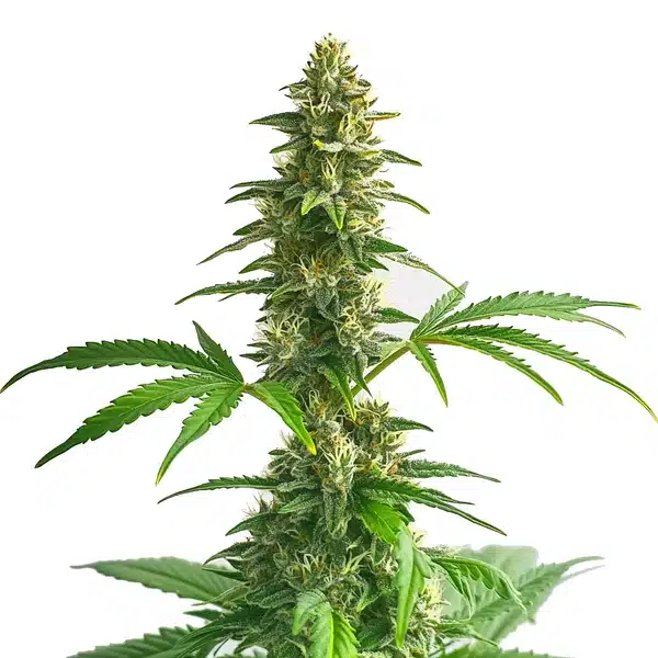 Yumbolt Auto – Blimburn Seeds