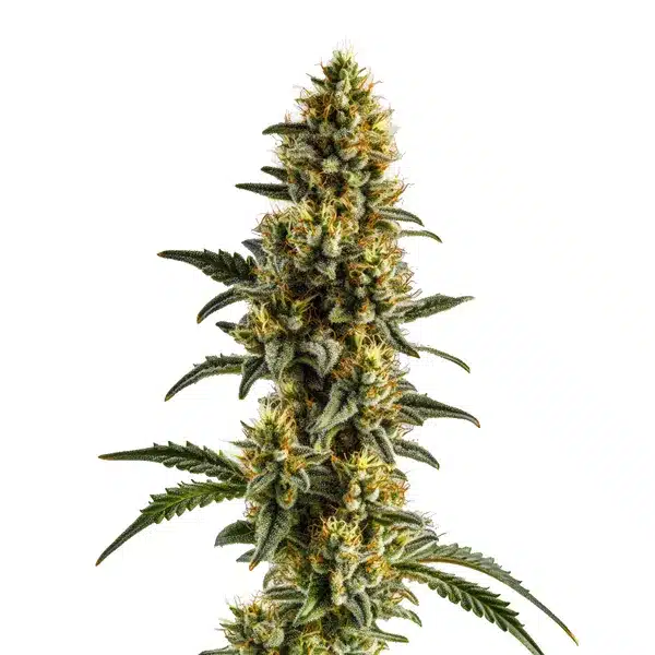 Yumbolt Banana Auto – Blimburn Seeds