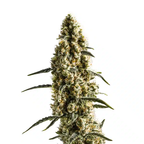 Yumbolt Banana – Blimburn Seeds