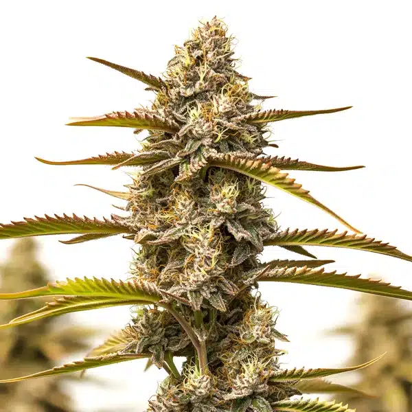 Z OG Grape Bubble Autoflower – Blimburn Seeds