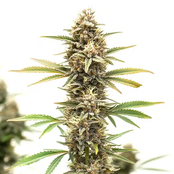 Z OG Regular – Blimburn Seeds