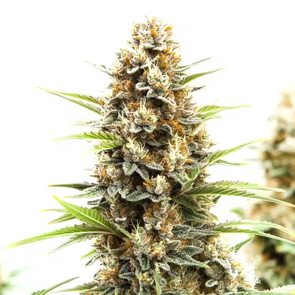Z OG Tangie Power Autoflower – Blimburn Seeds