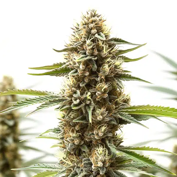 Z OG x Gorilla Autoflower – Blimburn Seeds