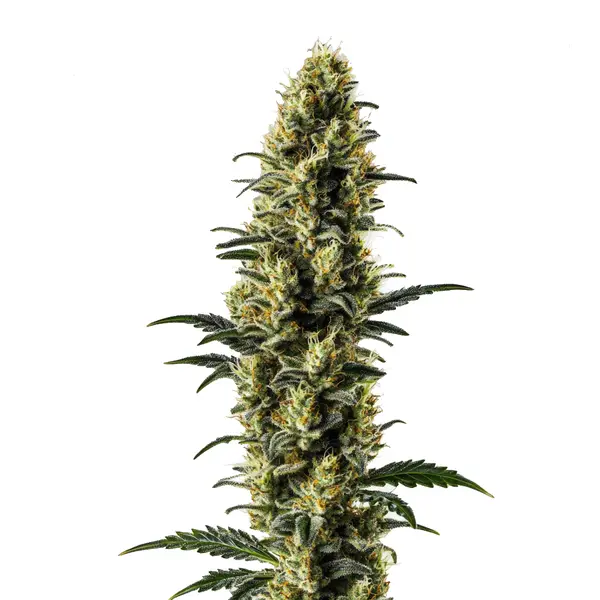 Z OG Auto – Blimburn Seeds