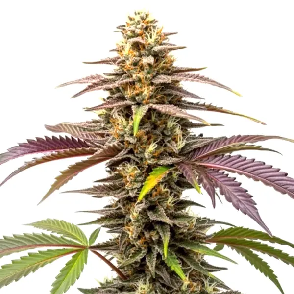 Z OG – Blimburn Seeds