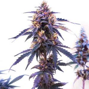 Z OG Fast Version – Blimburn Seeds
