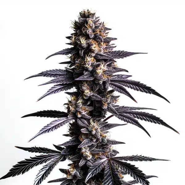 Zoap Cannabis Extraction – Blimburn Seeds