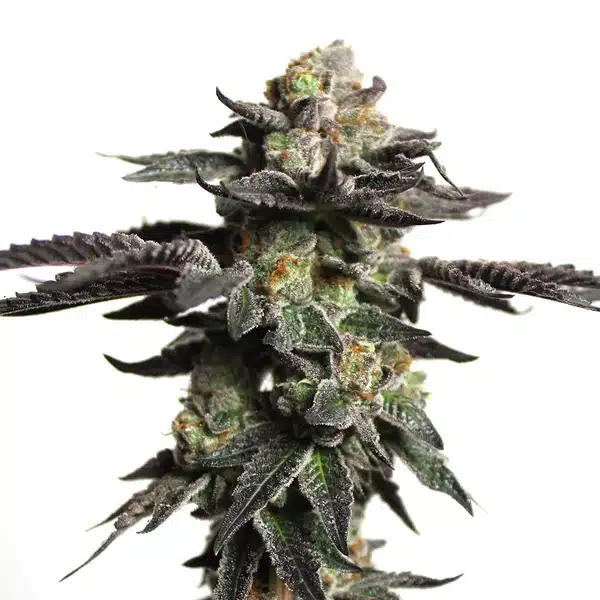 Zombie Death Fuck – Blimburn Seeds