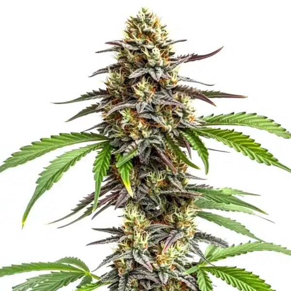 Zookies – Blimburn Seeds