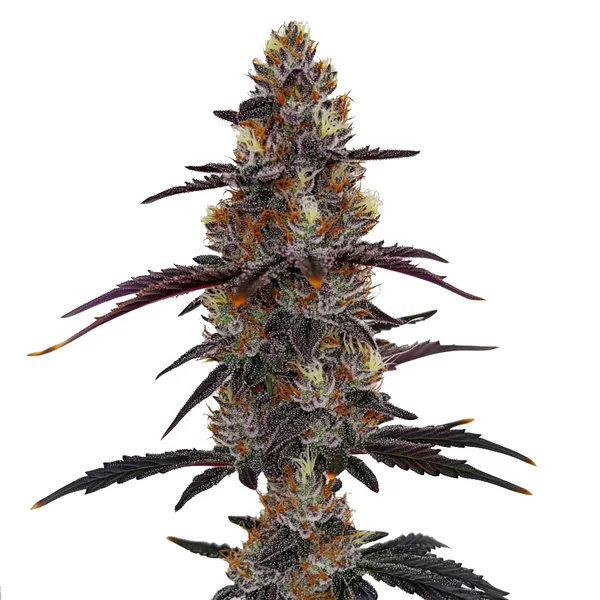 Zruntz – Blimburn Seeds