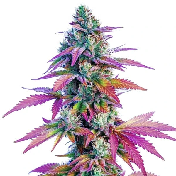 African x Princess 88 – Blimburn Seeds