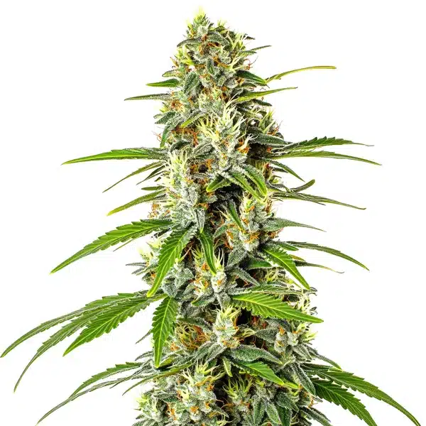 AK Auto CBD (1:1) – Blimburn Seeds