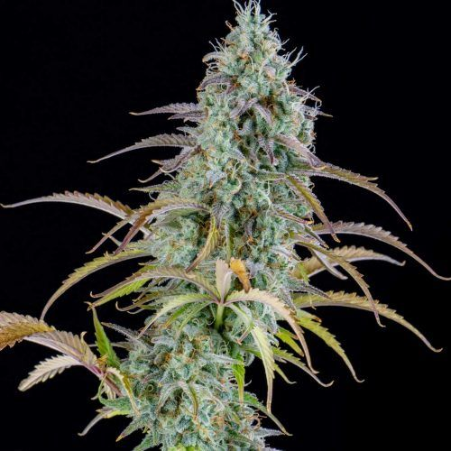 AK Automatic – Cannoptikum