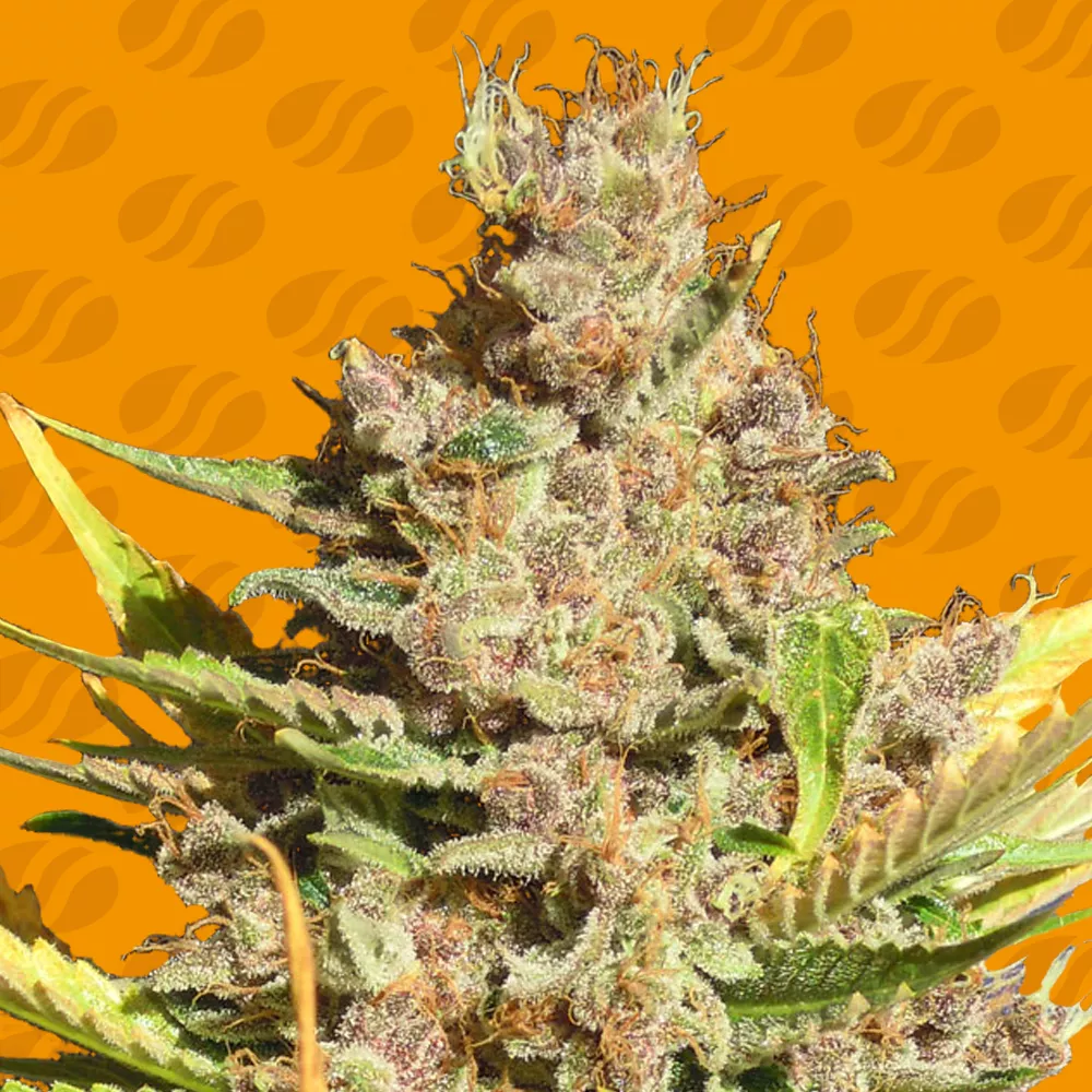 Alien Gorilla – Original Sensible Seeds