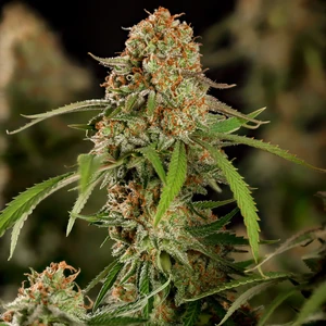 Alien OG – Royal Queen Seeds