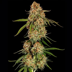 Alien OG – Royal Queen Seeds