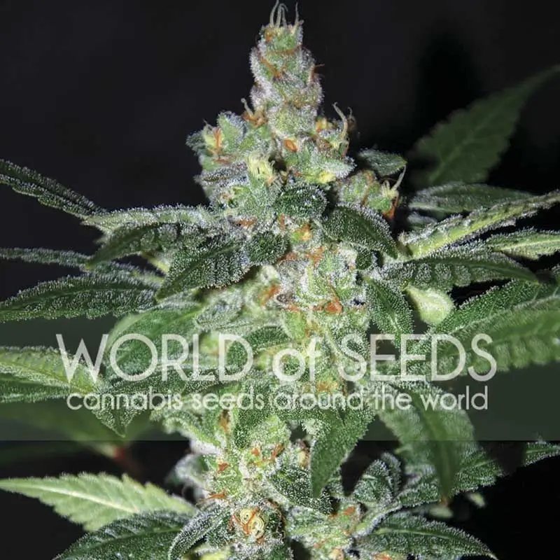 Amnesia Feminized – Alchimia Grow Shop