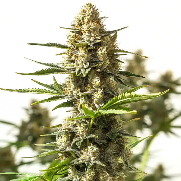 Amnesia Cookies – Blimburn Seeds