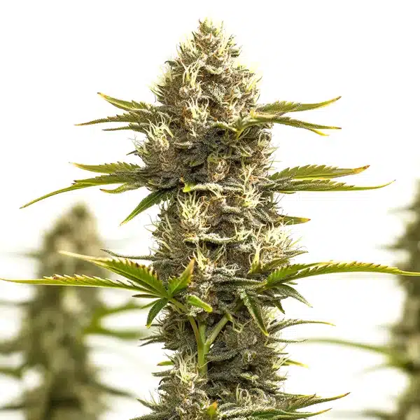 Amnesia Lemon x White Widow – Blimburn Seeds