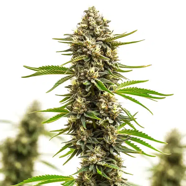 Amnesia x Bruce Banner – Blimburn Seeds