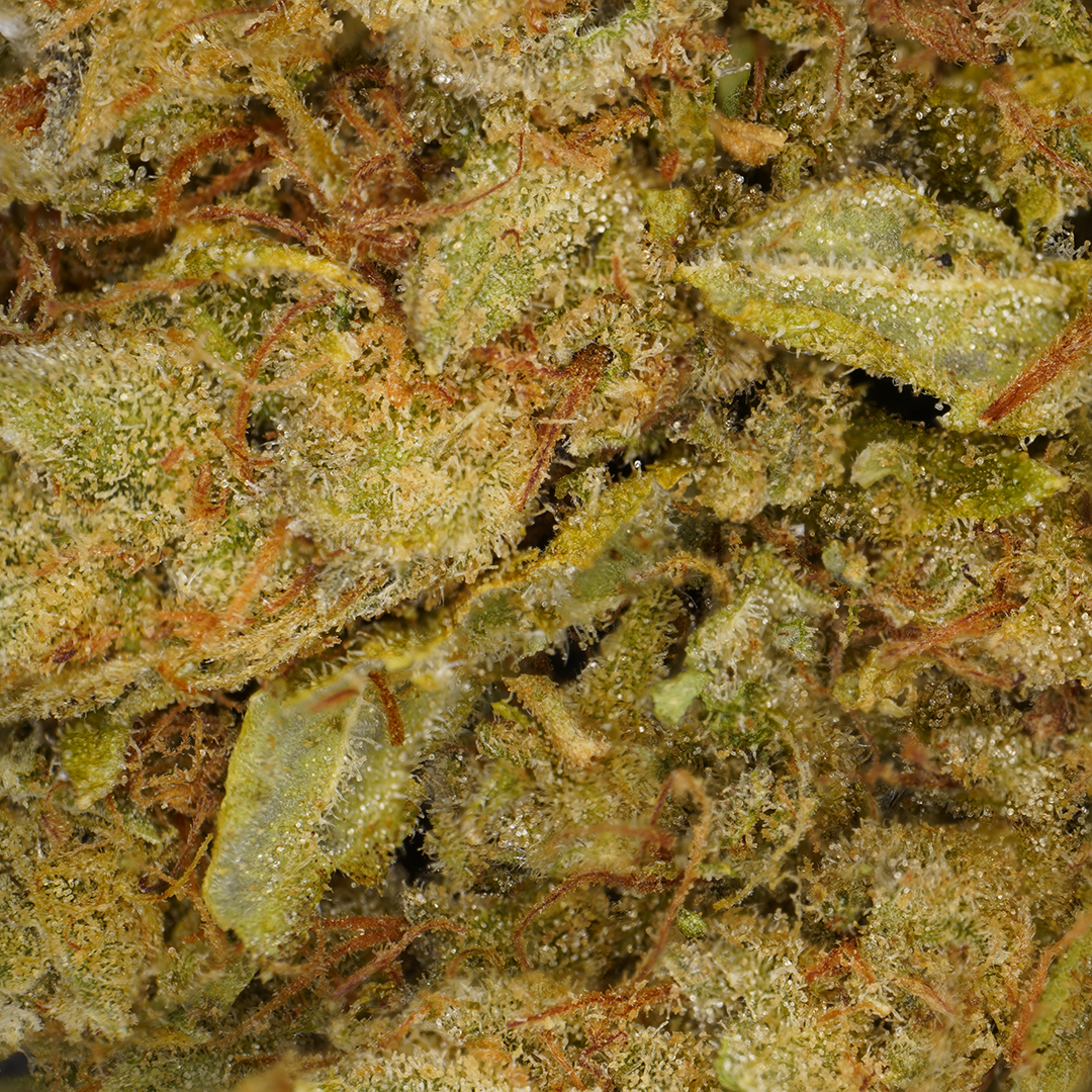 Amnesia 2.0 CBD (Hydroponic) (2) – CBD SOL